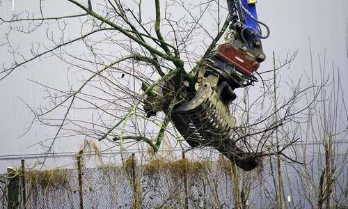 D_Baum_gefällt_Maschine_04012021