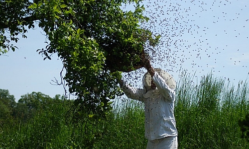 D_Bienenschwarm_Imker_25052017