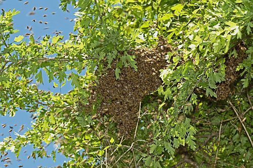 D_Bienenschwarm_Waugsberg_wikimedia_16052016