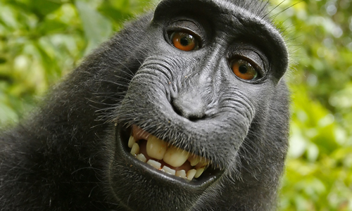 D_David-Slater-Macaca_nigra_self-portrait_large_20151012