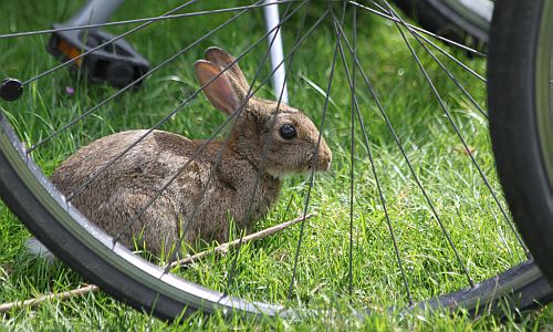 D_Düsselgrün_Hase_09072016