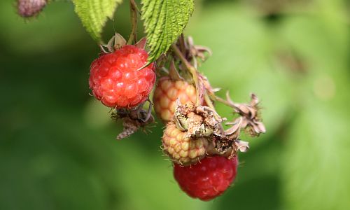 D_Düsselgrün_Himbeere_09072016