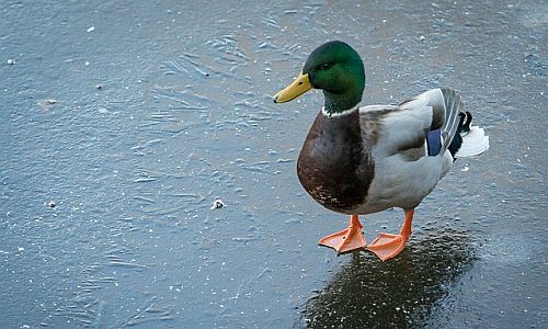 D_Eis_Ente_19022018