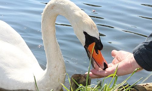 D_Gans_schwan_31052019