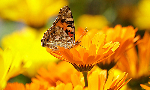 D_Garten_Schmetterling_23042020