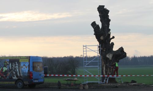 D_Kastanie_Himmelgeist_Arbeit2_16122015