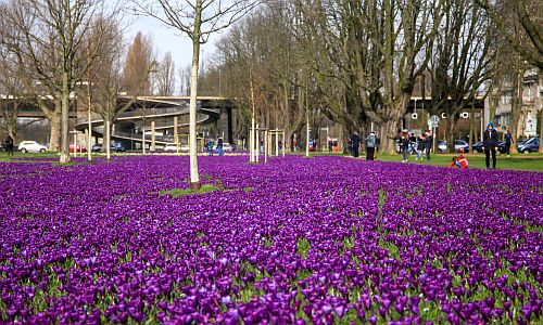 D_Krokusse_Rhein2_09032020