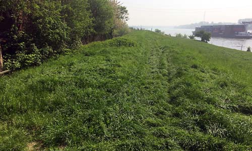 D_Radweg_Gruenstreifen_20180812