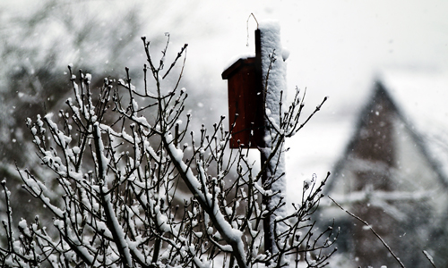 D_Schnee_Vogelhaus_20171210