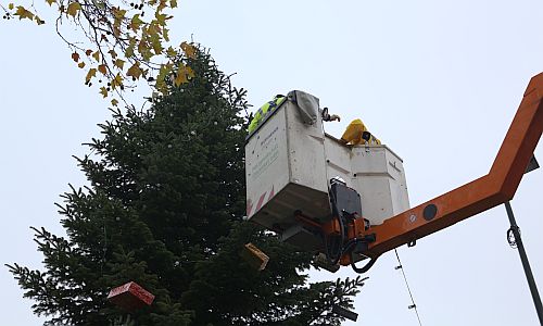 D_Wersten_Baum_Steiger_24112017