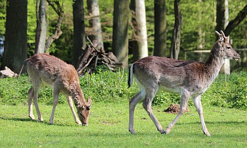 D_Wildpark_2_26062018