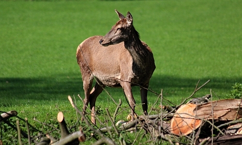 D_Wildpark_Sammeln_Rotwild_27092017