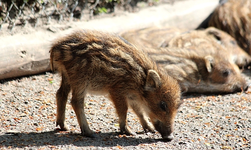 D_Wildpark_Sammeln_Wildschwein_27092017