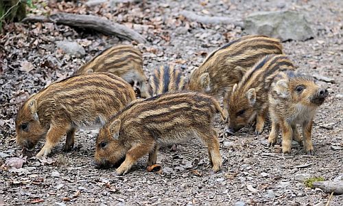 D_Wildschwein_Gruppe_26032018