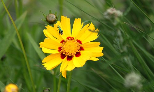 D_gelbeBlume_14072016