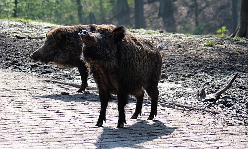 D_wildpark_Wildschwein_22092016