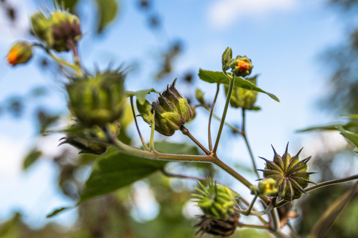 Düsseldorf Herbstliche Impressionen im Botanischen Garten Ddorf