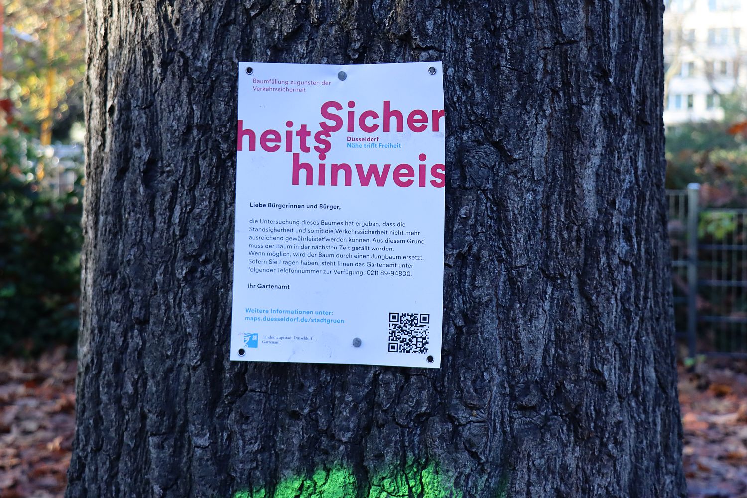 Düsseldorfでの伐採継続：166病気と枯れ木を取り除く必要があります-Ddorf -Aktuell