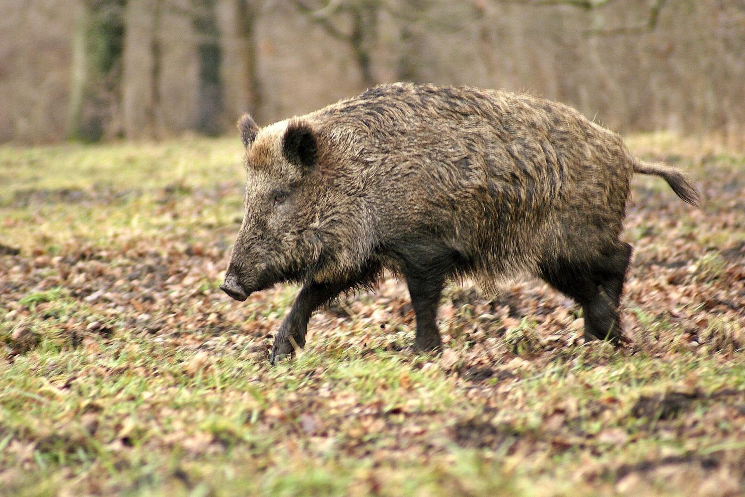 Düsseldorf: Wildschweine verwüsten Rennstrecke – Sparkassen-Renntag fällt ...