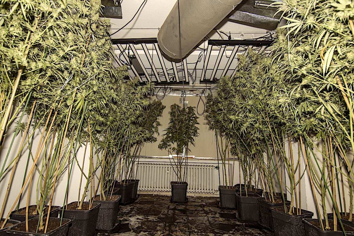 Düsseldorf Lörick: Polizei räumt Cannabis-Plantage auf mehreren ...
